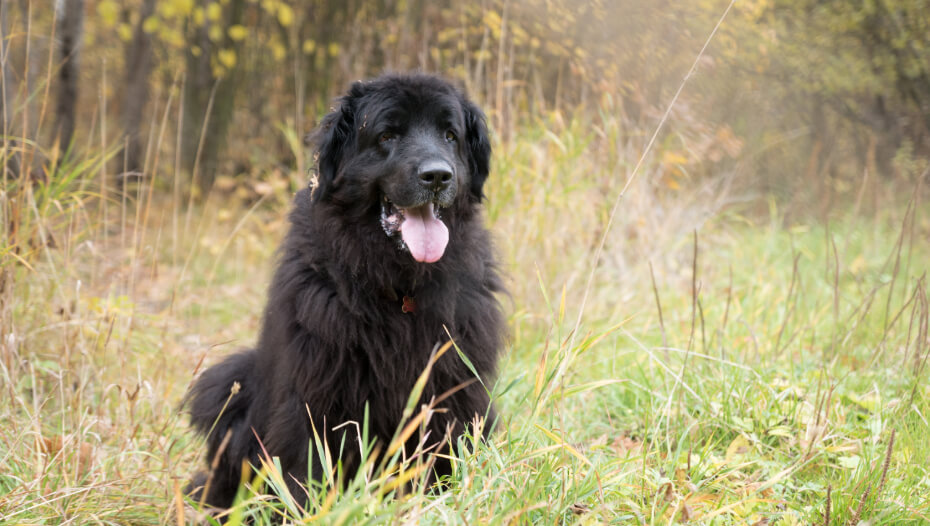 Newfoundland Dog Breed Information Purina